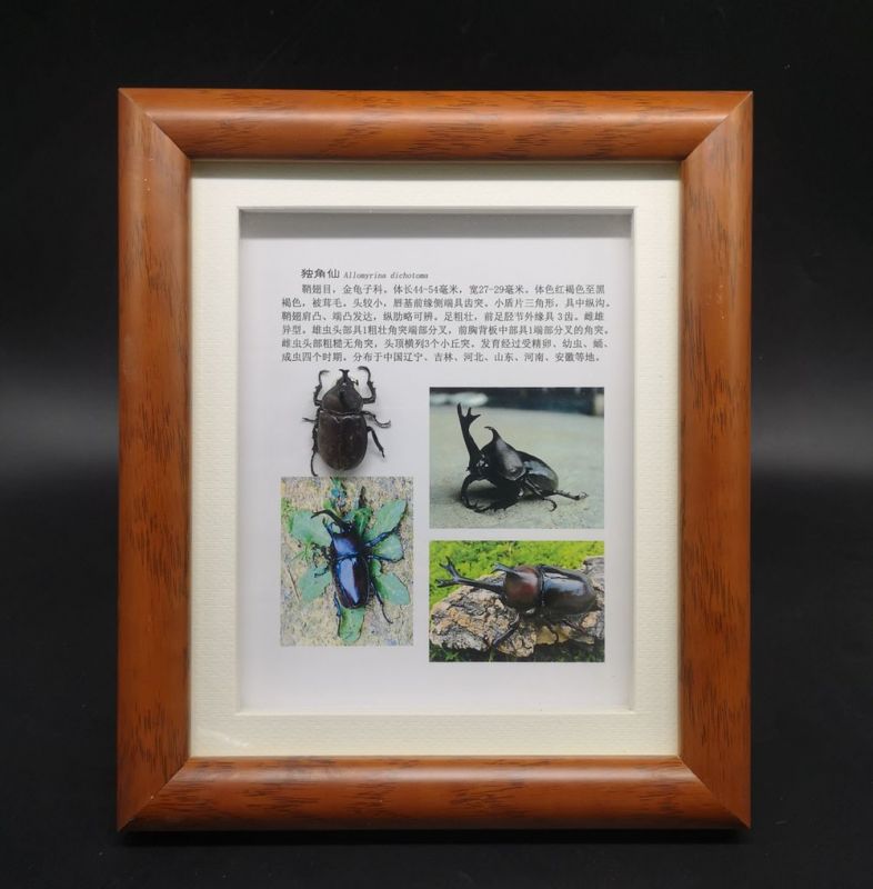 独角仙