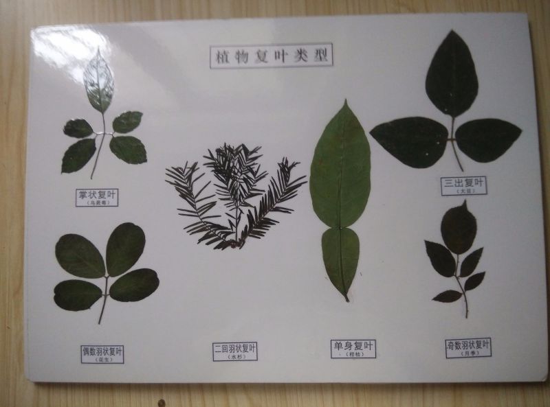 植物复叶类型
