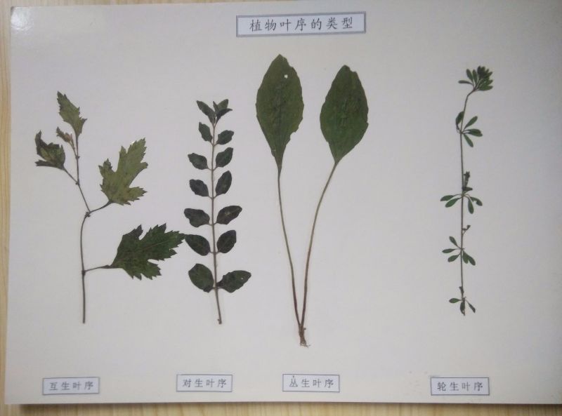 植物叶序的类型