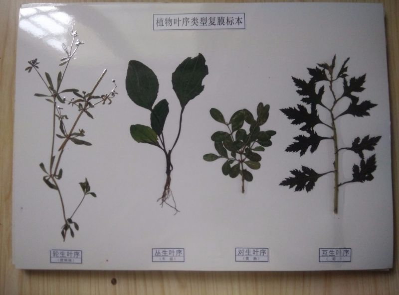 植物叶序类型