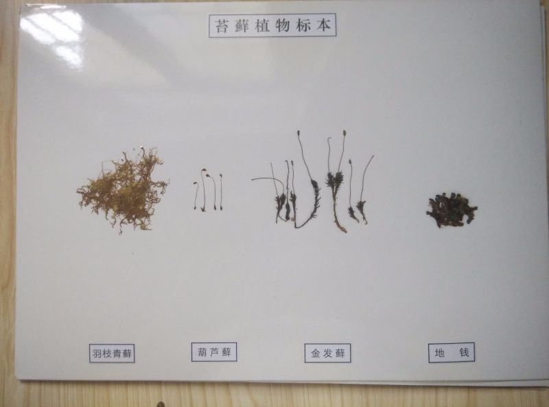 苔藓植物