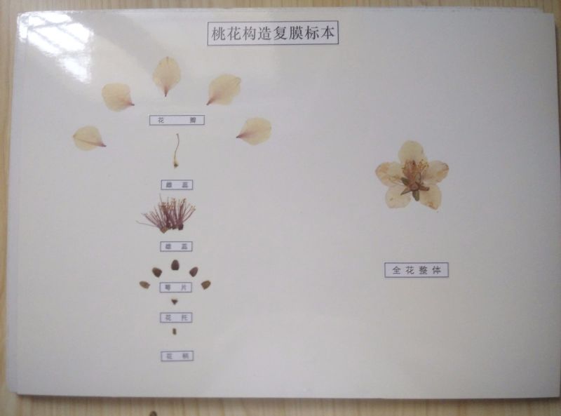 桃花结构