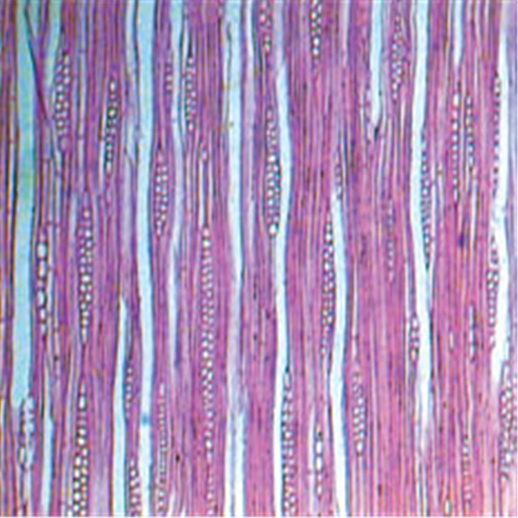 杜仲维管形成层装片（示非叠生）