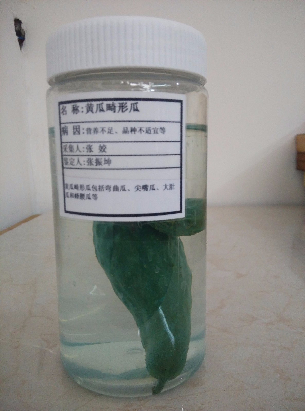 黄瓜畸形果