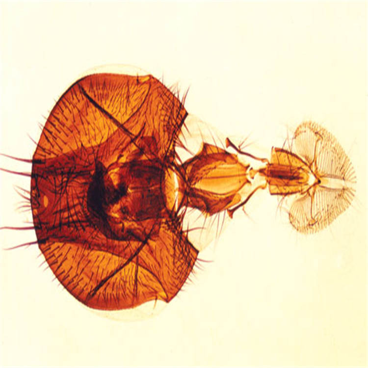 舐吸式口器装片（家蝇）