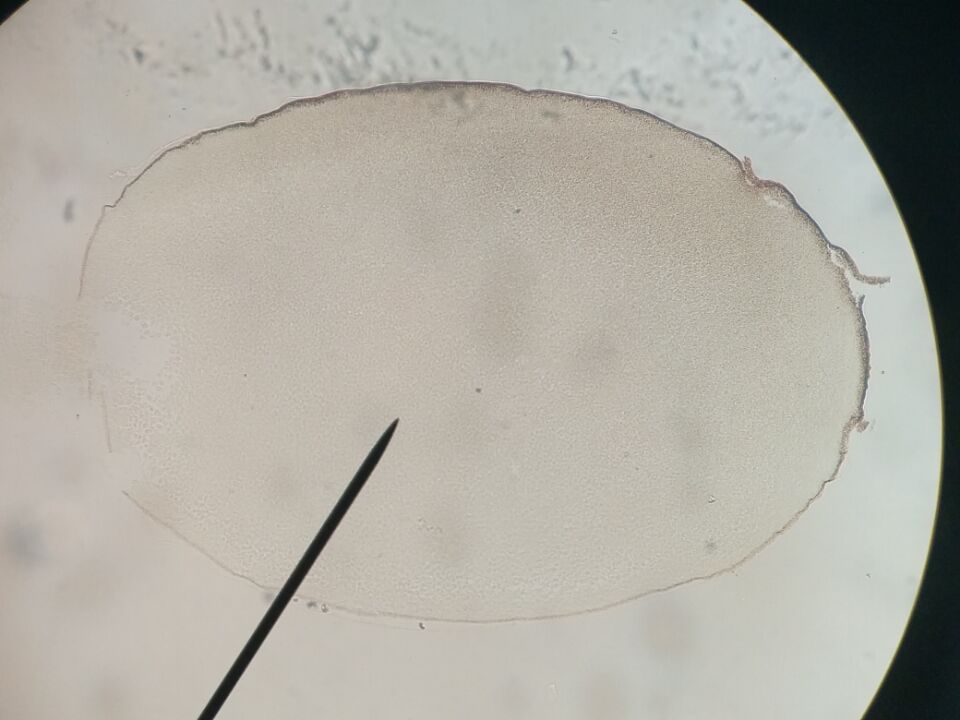 蛙卵单细胞