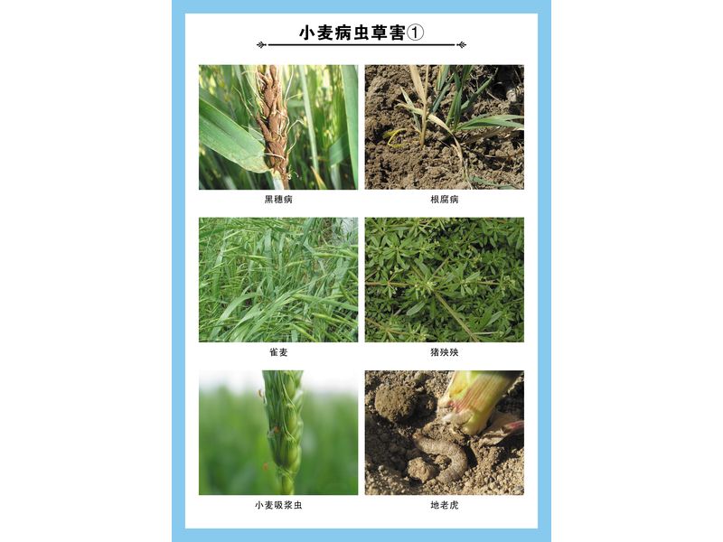 小麦病虫草害①