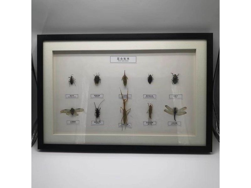 昆虫标本10种