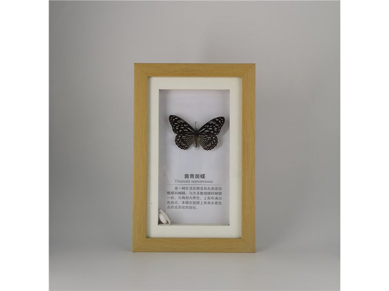 蔷青斑蝶标本