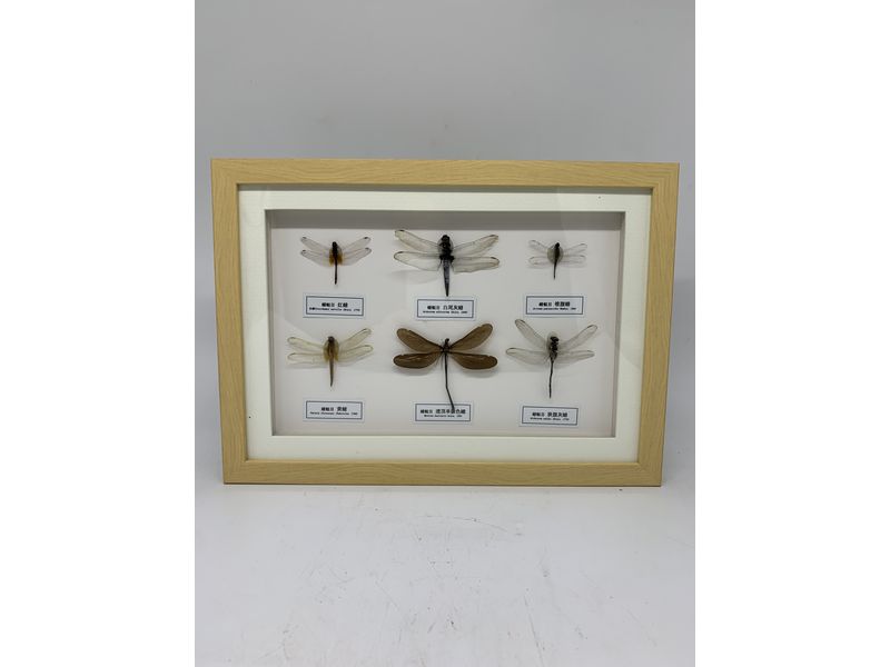 蜻蜓标本5-10种