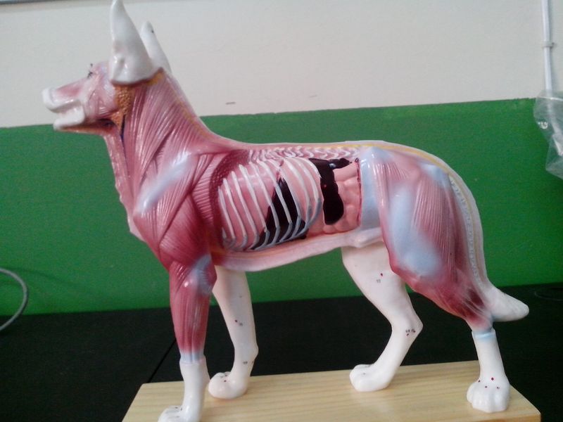 狗内脏解剖模型