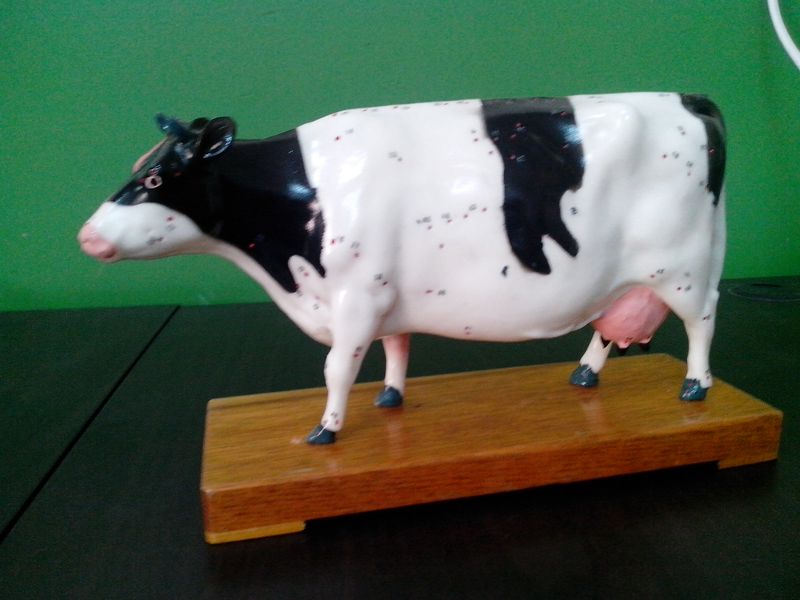 母奶牛解剖模型