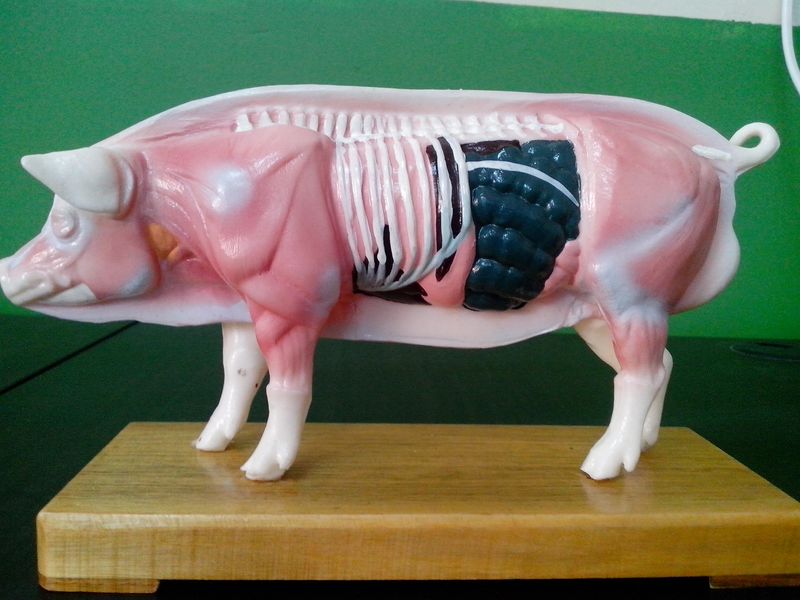 猪解剖模型